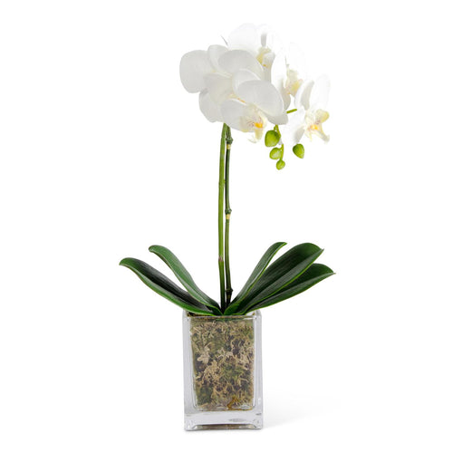 17 Inch Orchid in Glass