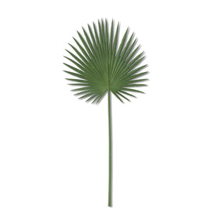 Fan Palm Leaf Stem