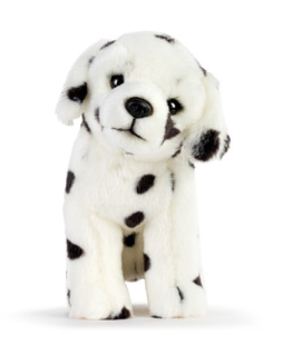 Dalmation