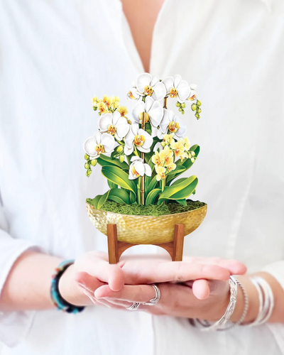 Mini Serenity Orchid