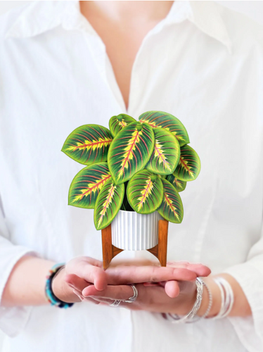 Mini Prayer Plant