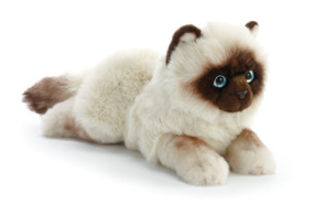 Siamese Cat