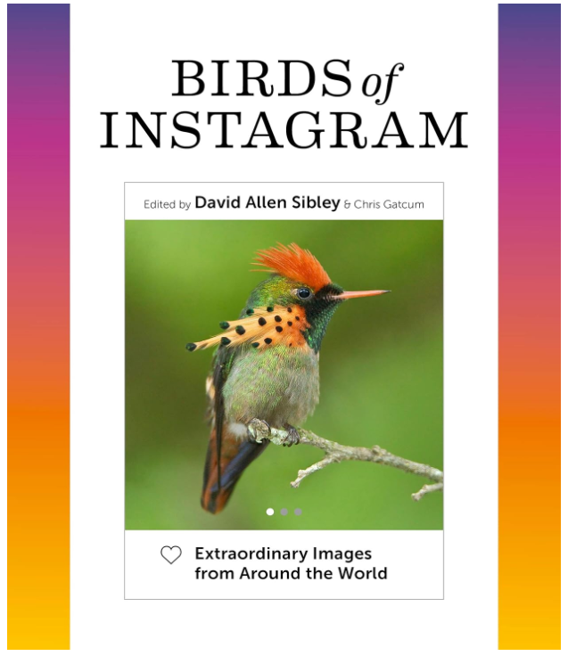 Birds of Instagram