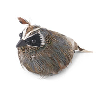 Feathered Quail