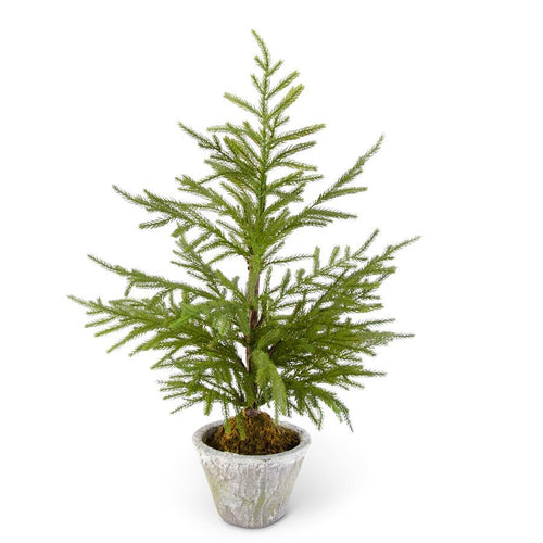 Norfolk Pine Tree