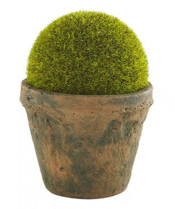 Small Preserved Moss Pot